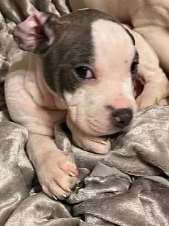 Boo Berry, Shar Pei and Jack Russell Terrier mix