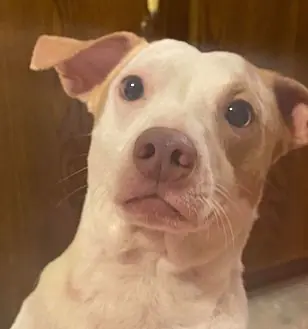 Debo, Jack Russell Terrier