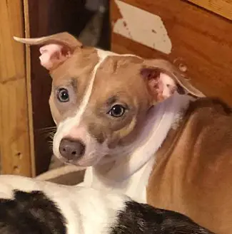 Butter Cup, Jack Russell Terrier and Shar Pei mix