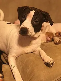 Vasha, Shar Pei and Jack Russell Terrier mix