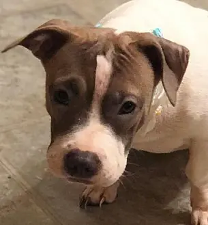 Chubby (Aka Cuppy Cake), Jack Russell Terrier and Shar Pei mix