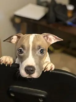 Cami, Jack Russell Terrier and Shar Pei mix