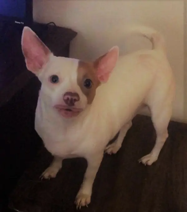 Twin, Jack Russell Terrier and Pit Bull Terrier mix