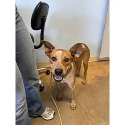 Homer, Australian Cattle Dog mix