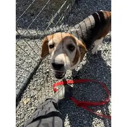Griselda, Beagle mix