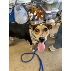 Marge, Australian Cattle Dog mix