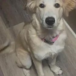 Dolly, Golden Retriever Great Pyrenees mix