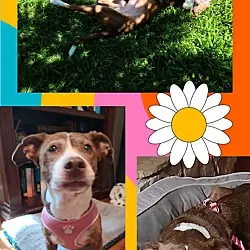 Sundae, Hound (Unknown Type) Mixed Breed (Medium) mix