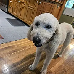Norman, Standard Poodle Goldendoodle mix