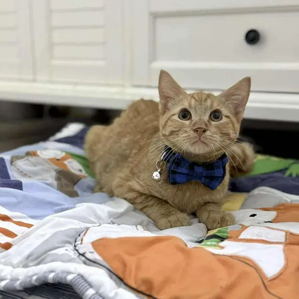 Simba, Domestic Short Hair