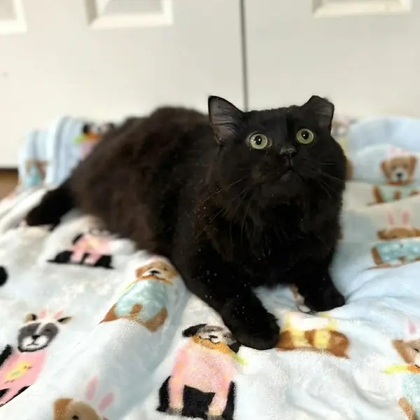 Jacko, Domestic Medium Hair
