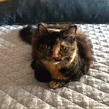 Charlotte, Domestic Longhair