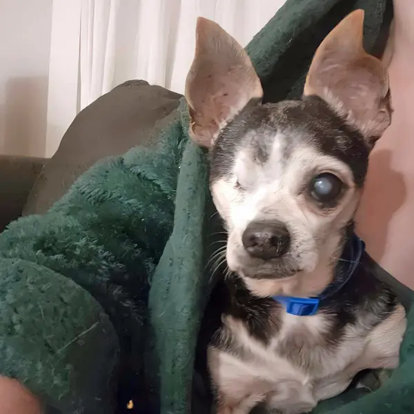 Willie, Chihuahua, Short Coat