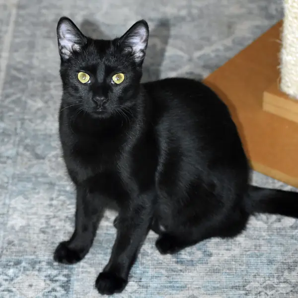 Rory, Domestic Medium Hair