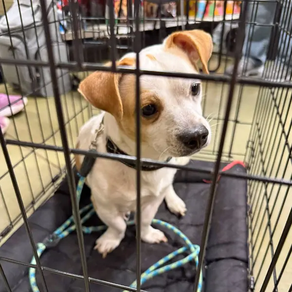 Turbo, Terrier, Jack Russell