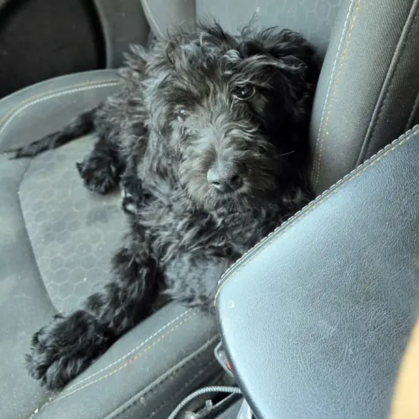 BooBoo, Retriever, Black Labrador and Poodle, Miniature mix