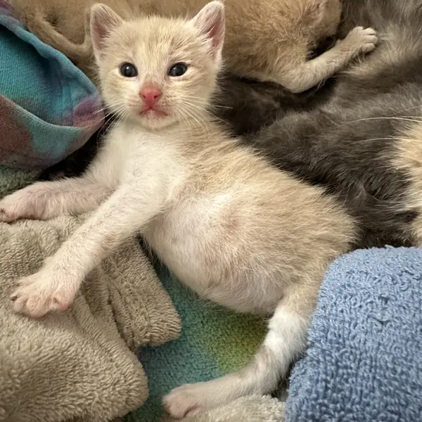 Pinky Dinky Do, Domestic Shorthair