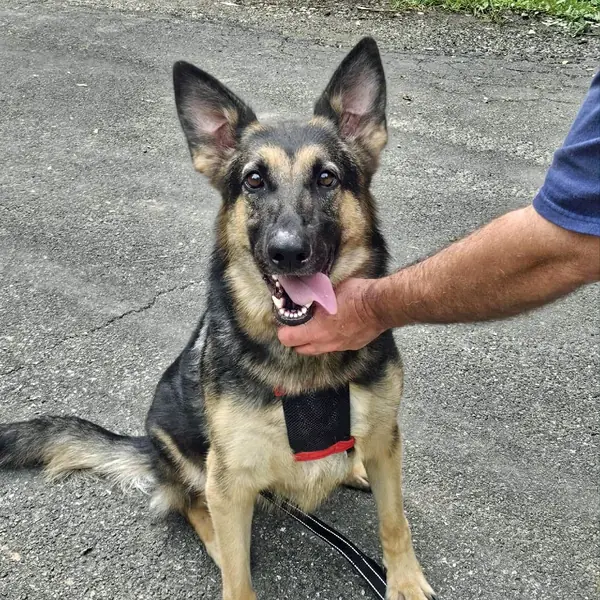 Molly, Shepherd, German