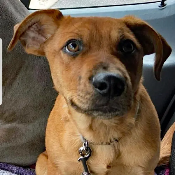 Brewer (CA), Cattle Dog, Australian (Red Heeler) and Collie, Rough mix
