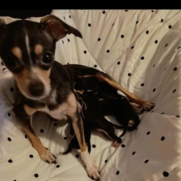 Gracie, Chihuahua, Short Coat