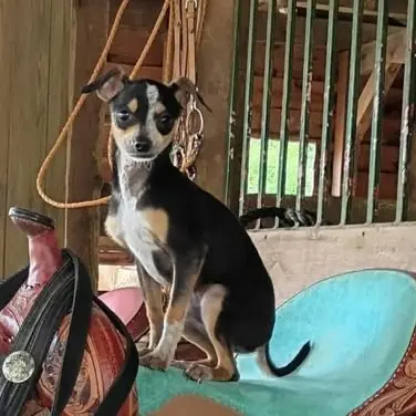 Max, Chihuahua, Short Coat