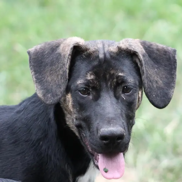 Liesel, Shepherd, German and Hound, Plott mix
