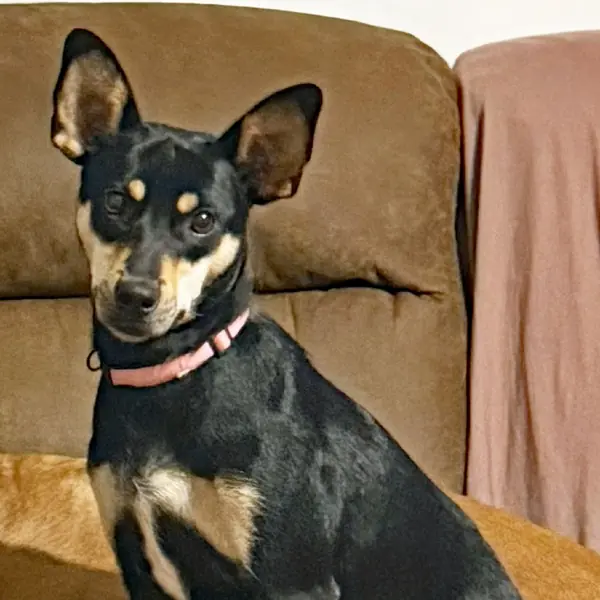 Lola, Terrier, Manchester