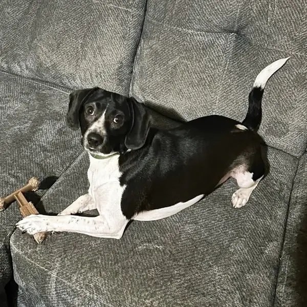 Snoopy, Beagle