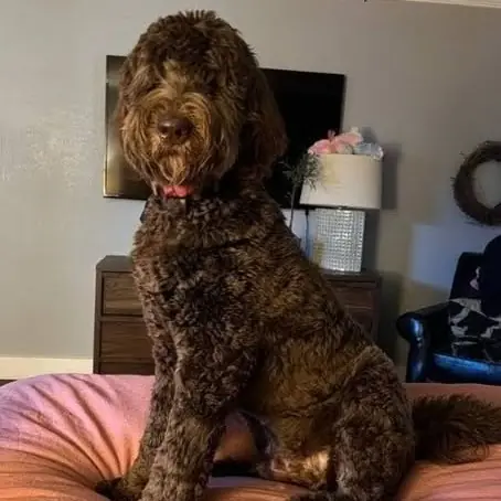 Fluke, Mastiff, Neapolitan and Poodle, Standard mix