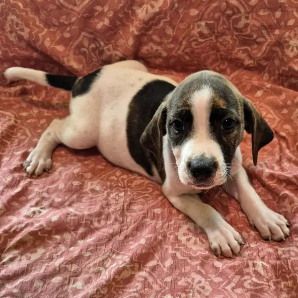 Piper, Beagle and Terrier, Pit Bull mix