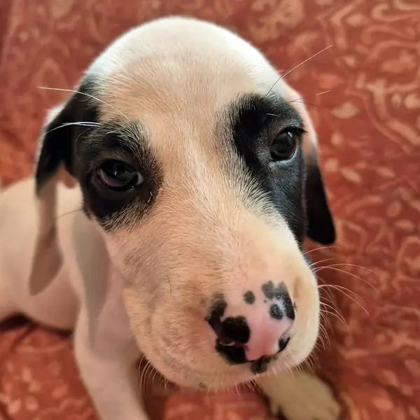 Panda, Beagle and Terrier, Pit Bull mix