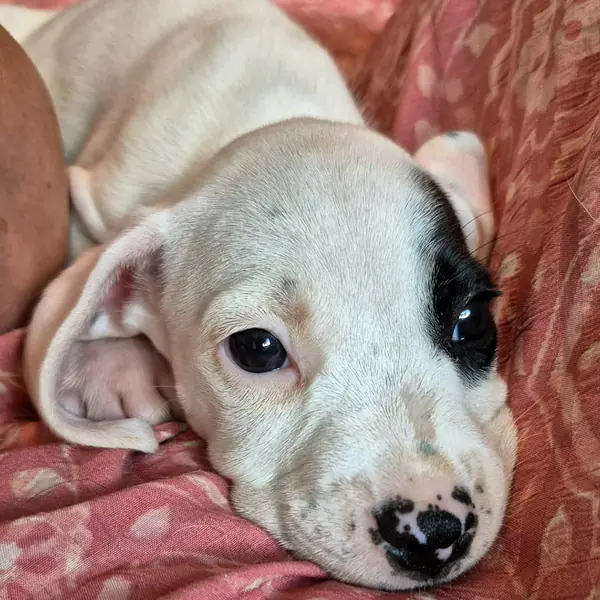 Petey, Beagle and Terrier, Pit Bull mix