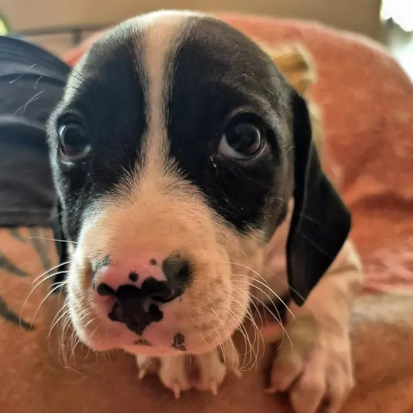 Poncho, Beagle and Terrier, Pit Bull mix