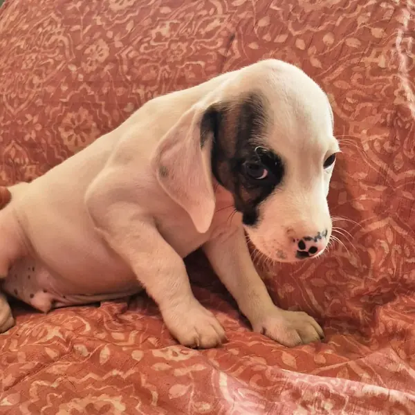 Pickle, Beagle and Terrier, Pit Bull mix