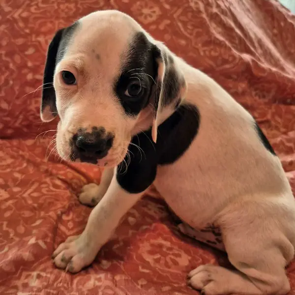 Patch, Beagle and Terrier, Pit Bull mix