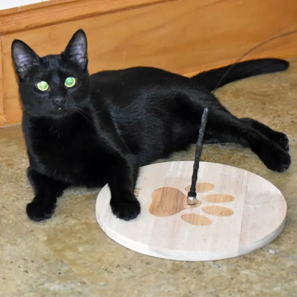 Wanda, Domestic Medium Hair and Siamese mix