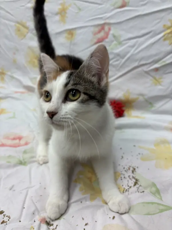 Snickers, Calico