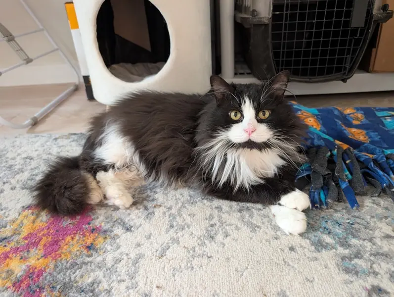 Bugsy, Domestic Long Hair