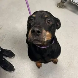 Brutus, Rottweiler mix