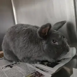 Tallahassee, Silver Fox mix