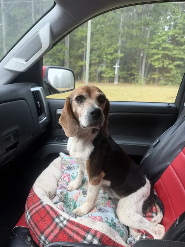 Quinnley, Beagle mix