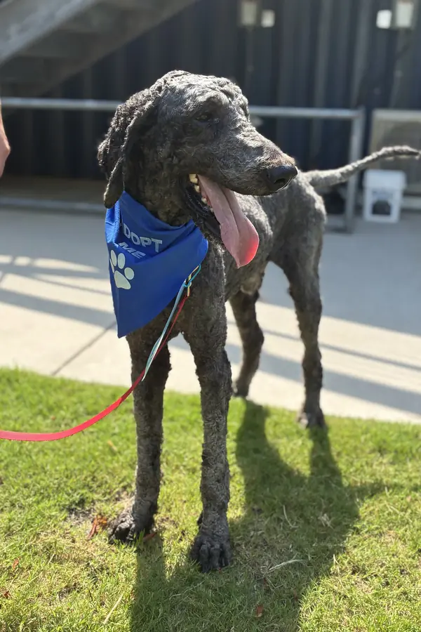 Nashville, Poodle (Standard) mix