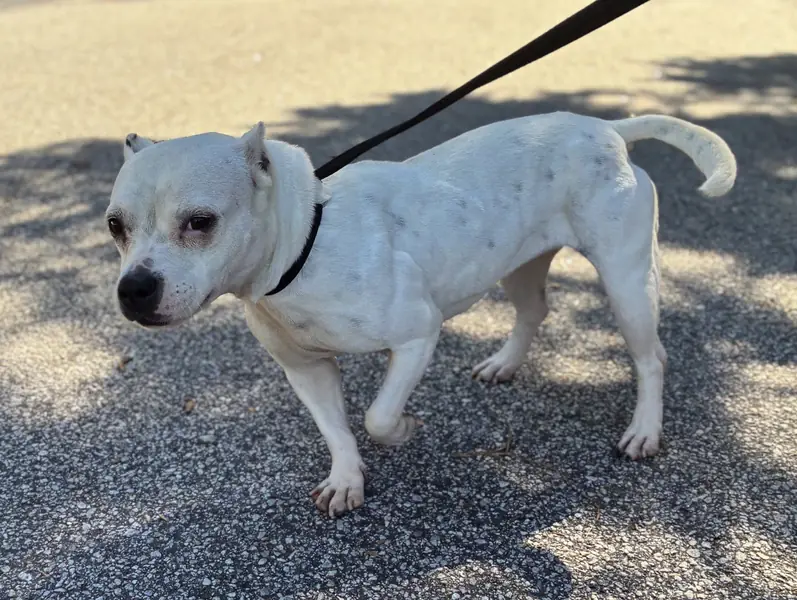 Boo, American Bulldog mix