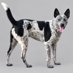 Rosco, Australian Cattle Dog mix