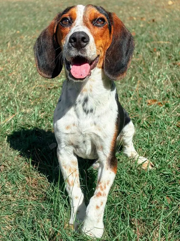Snoopy, Beagle and Basset Hound mix