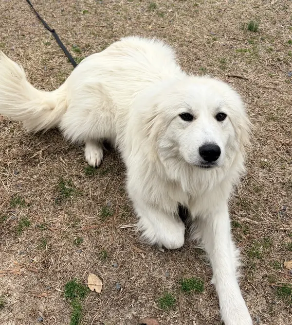 Penny, Great Pyrenees