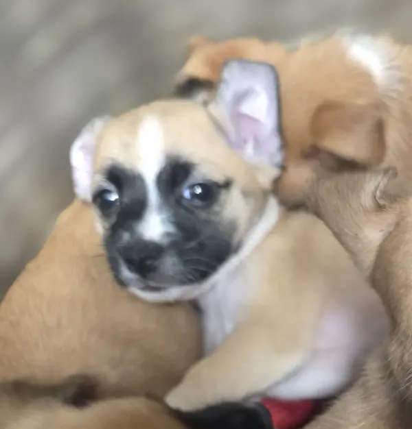 Mocha, Jack Russell Terrier and Pug mix