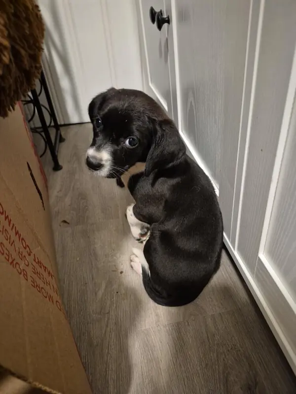 Gretchen, Beagle