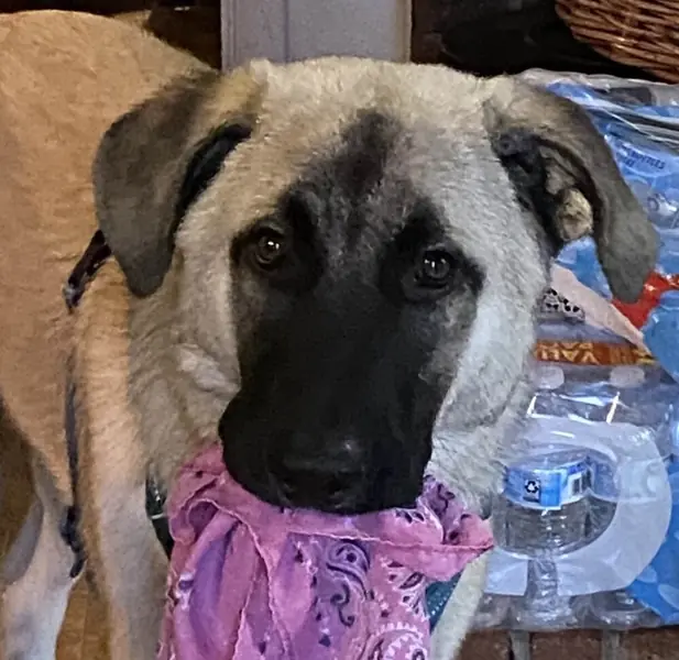 Kylo, Anatolian Shepherd and Great Pyrenees mix