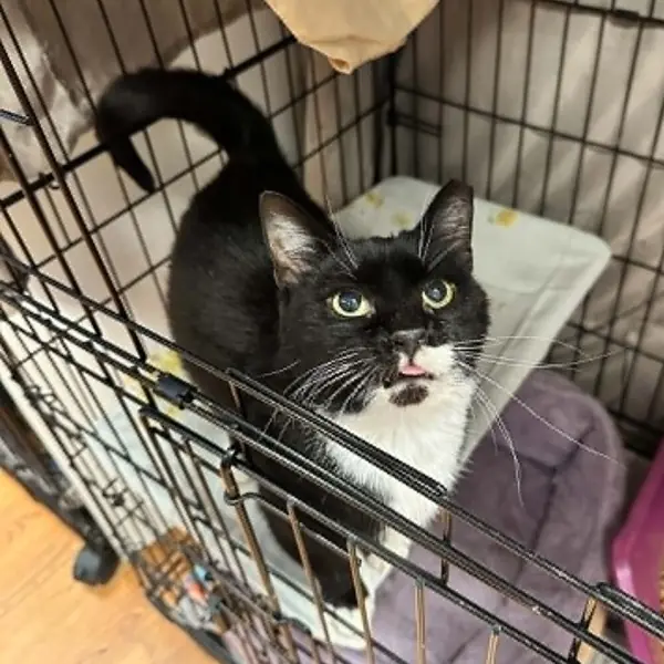 Fiddle, Domestic Shorthair